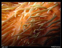 Anemone Abstract. Canon A630, internal flash. by Stephen Holinski 